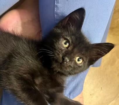 Clover - Domestic Short Hair