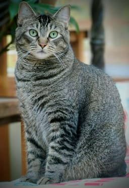 Captain Chonk image 1