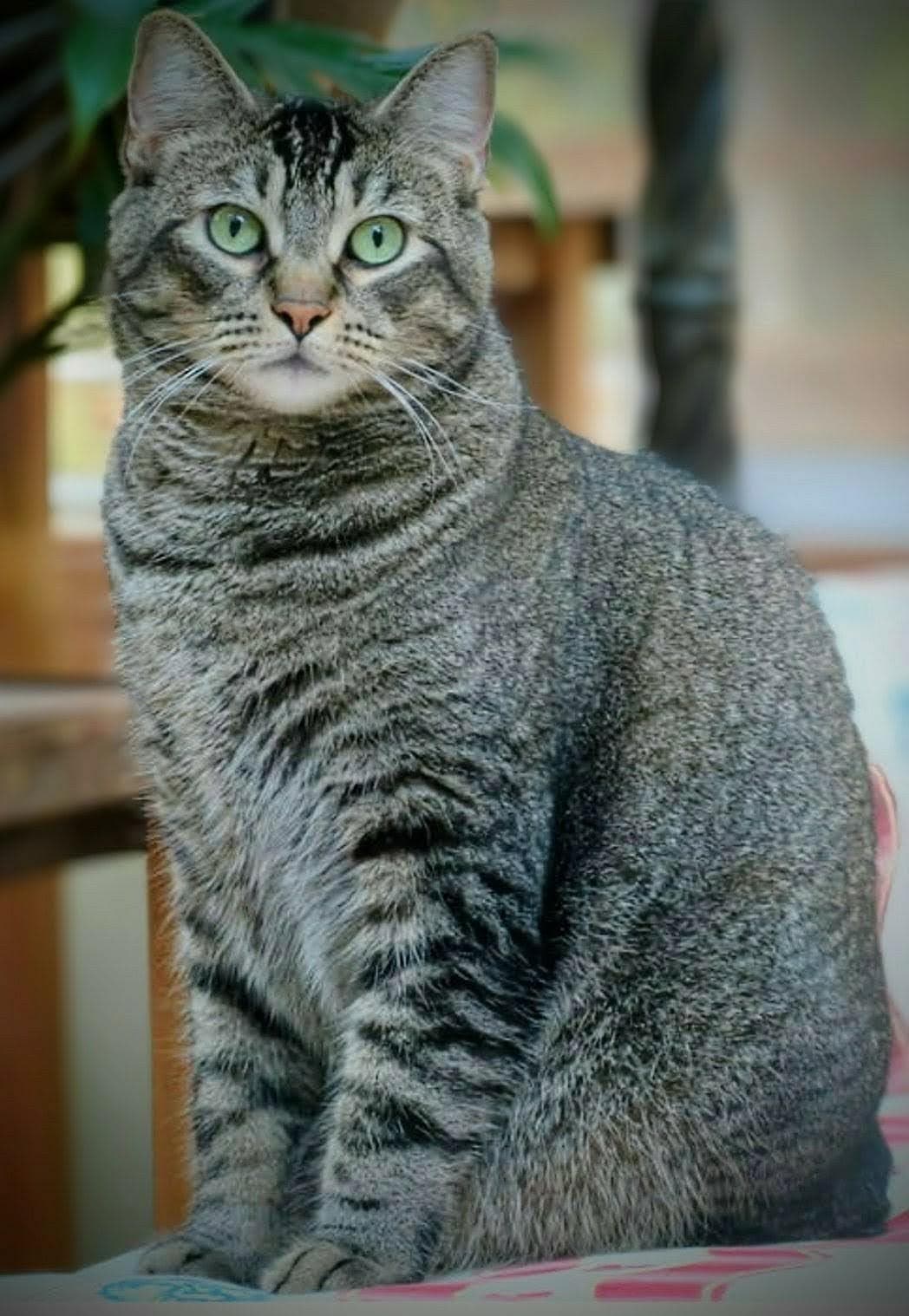 Captain Chonk - Tabby