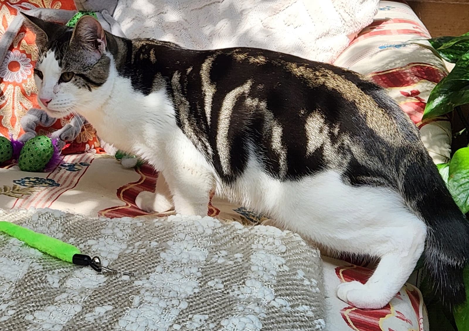 Remy Sebastian - American Shorthair