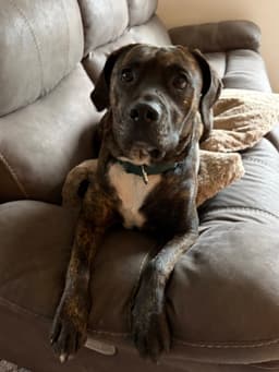 Frankie image 1