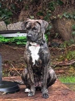 Frankie image 2