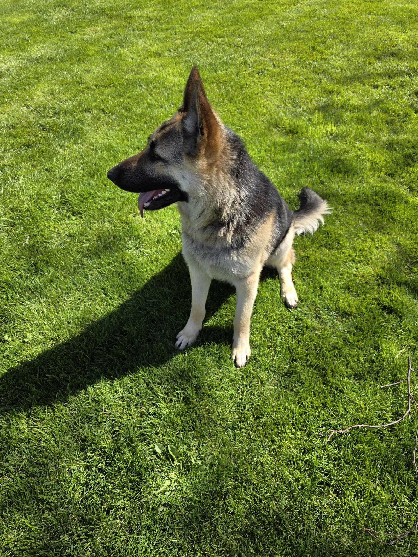 River - German Shepherd Dog