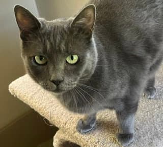 Misha - Russian Blue