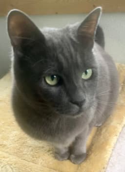 Misha image 2