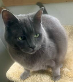 Misha image 3