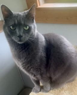 Misha image 4