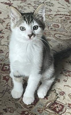 Doug - Tabby