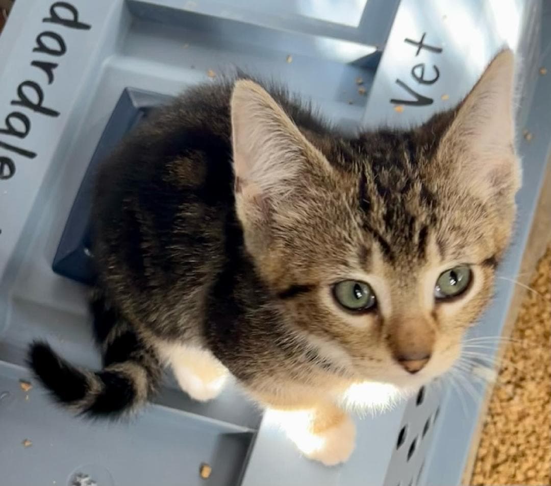 Tidbit - Tabby