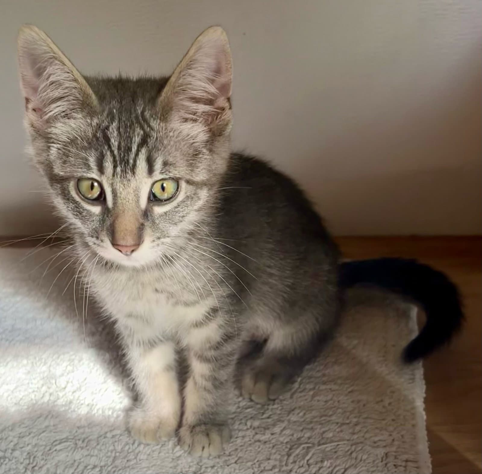 Harmony - Tabby