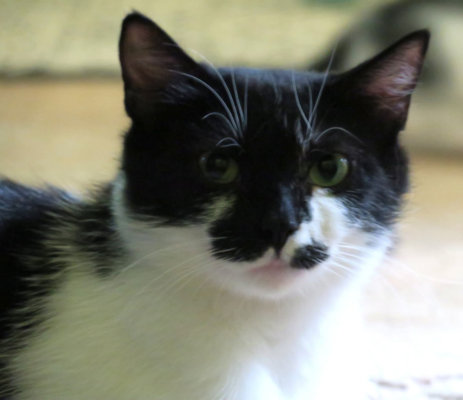 Poppy - American Shorthair
