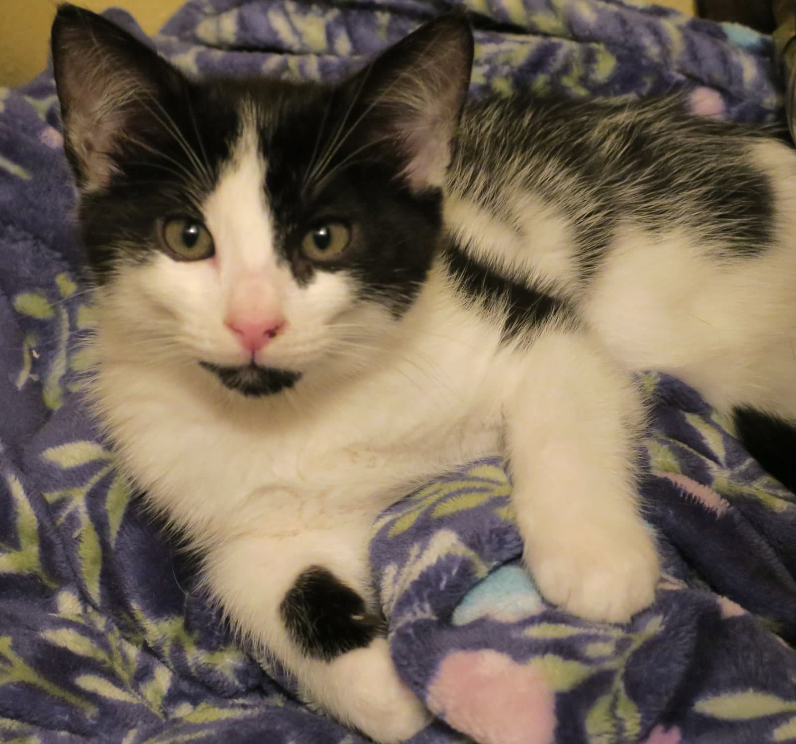 Little Miss Sunshine - American Shorthair