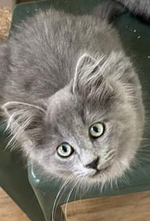 Fergus - Maine Coon