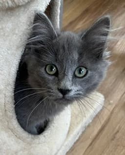 Fergus image 2