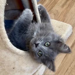 Fergus image 4
