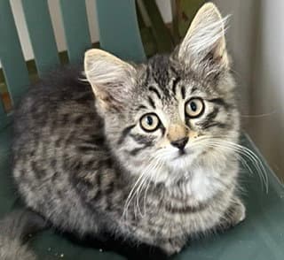 Phineas Fuzzy Pants - Maine Coon