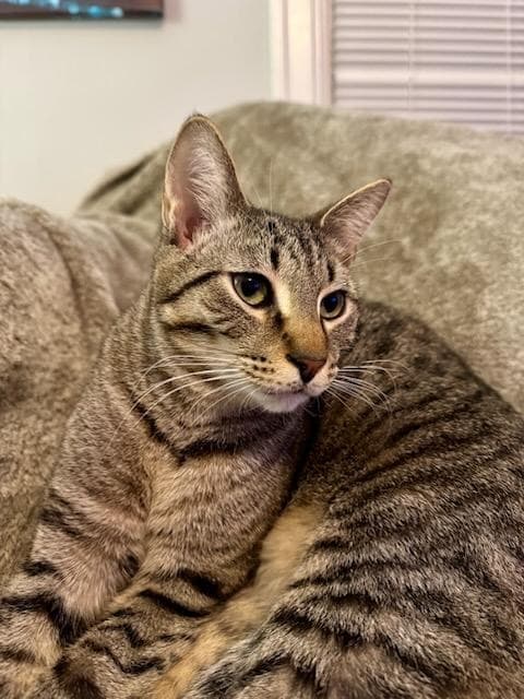 Atlas - Domestic Short Hair