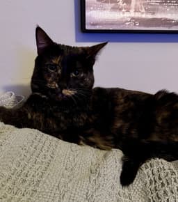 Amelia image 1