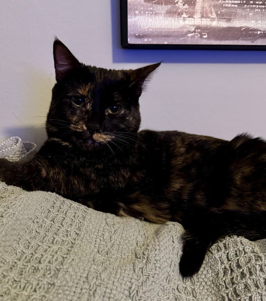 Amelia - Domestic Short Hair