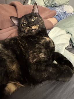 Amelia image 2