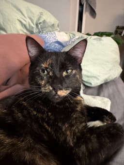 Amelia image 3