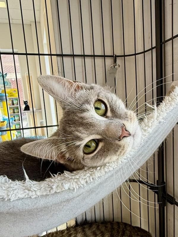 Rosie - Domestic Short Hair