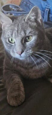 Toni - Domestic Short Hair