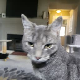 Toni image 4