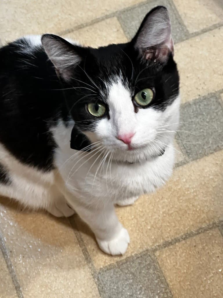 Mama Katt - Domestic Short Hair