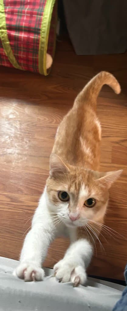 Roxanne - Domestic Short Hair