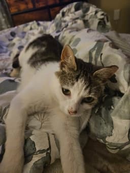 Pixie Aka Squeakers image 1