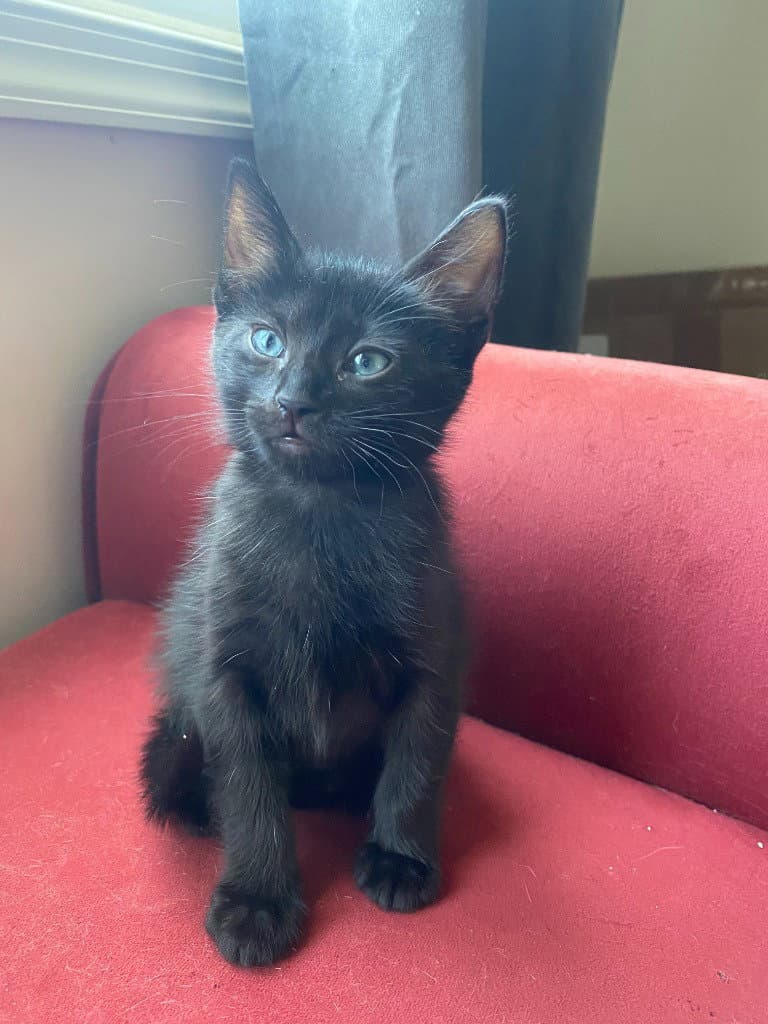 Toast - Domestic Short Hair