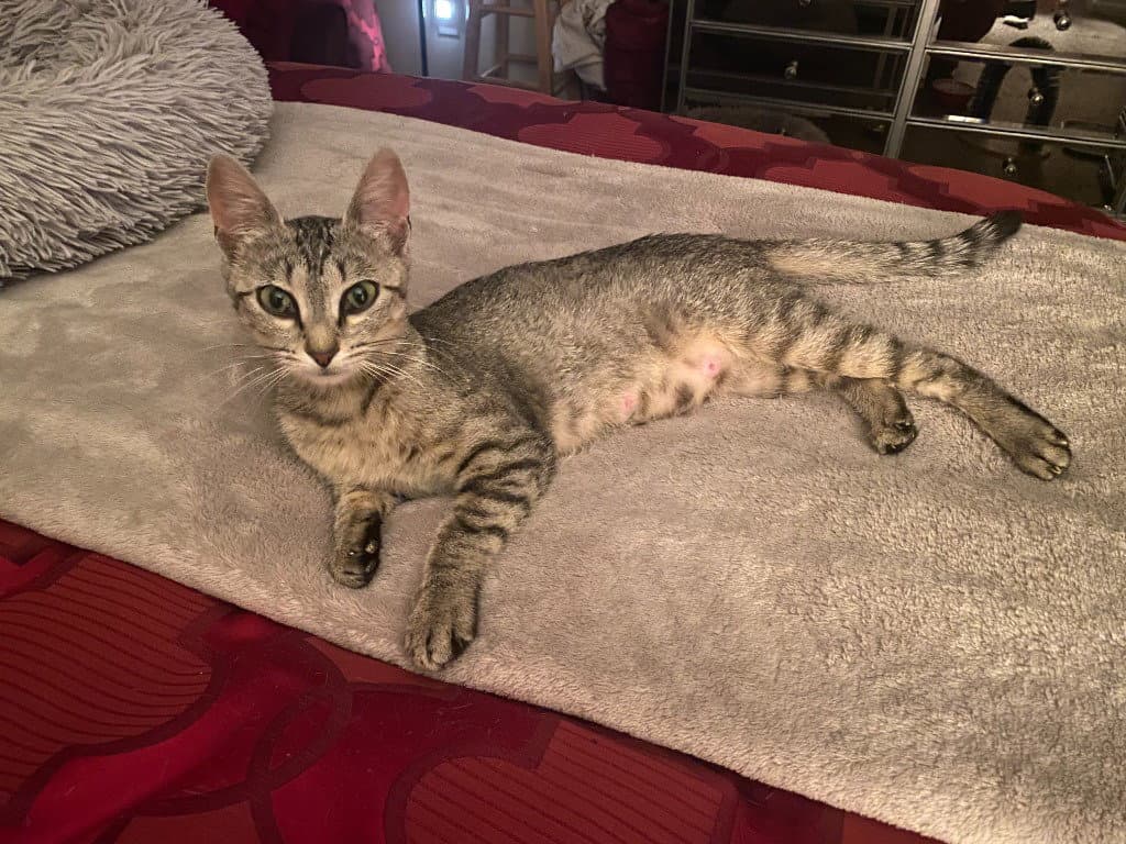 Tt Tiny Tot Aka Mama Mia - Domestic Short Hair
