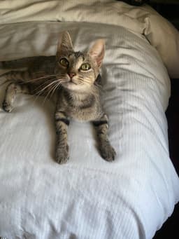 Tt Tiny Tot Aka Mama Mia image 2