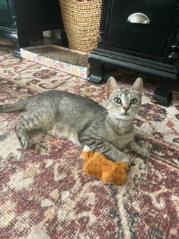 Tt Tiny Tot Aka Mama Mia image 3