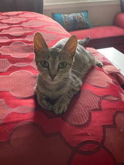 Tt Tiny Tot Aka Mama Mia image 4