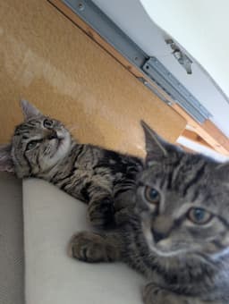 Oreo image 1