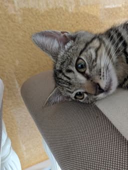 Oreo image 4