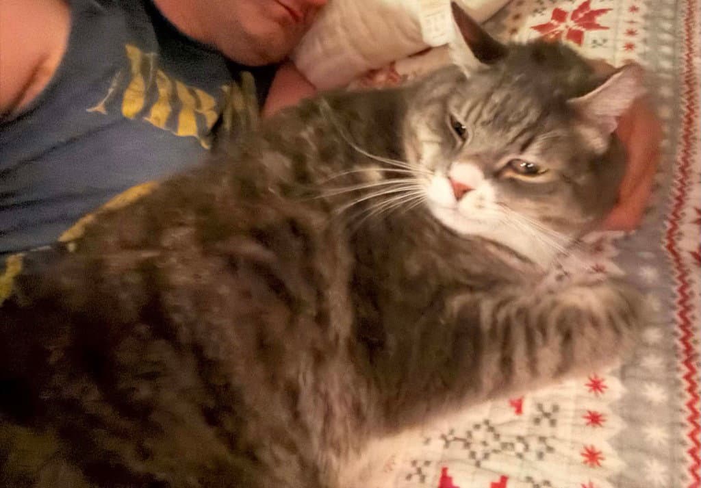 Peter - Domestic Medium Hair