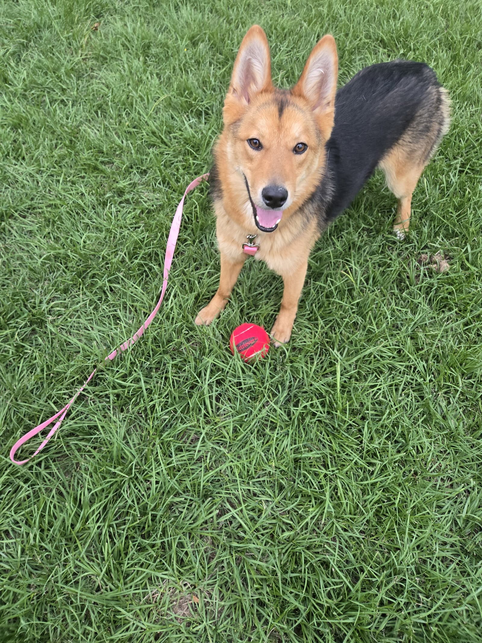 Sparkles - German Shepherd Dog