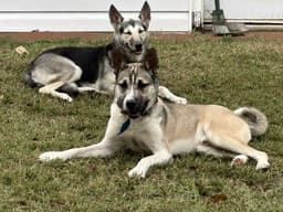 Nitro image 2