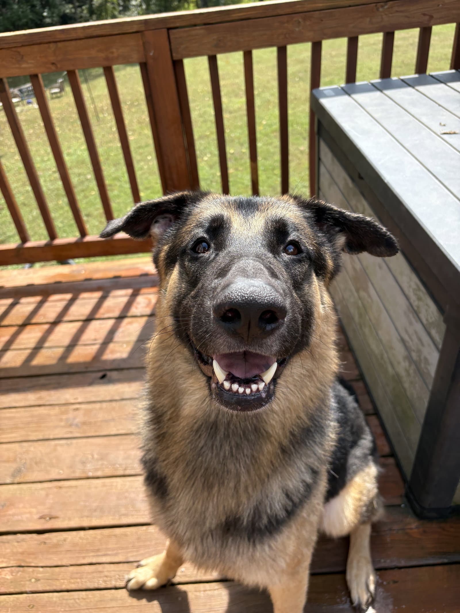 Lucifer - German Shepherd Dog