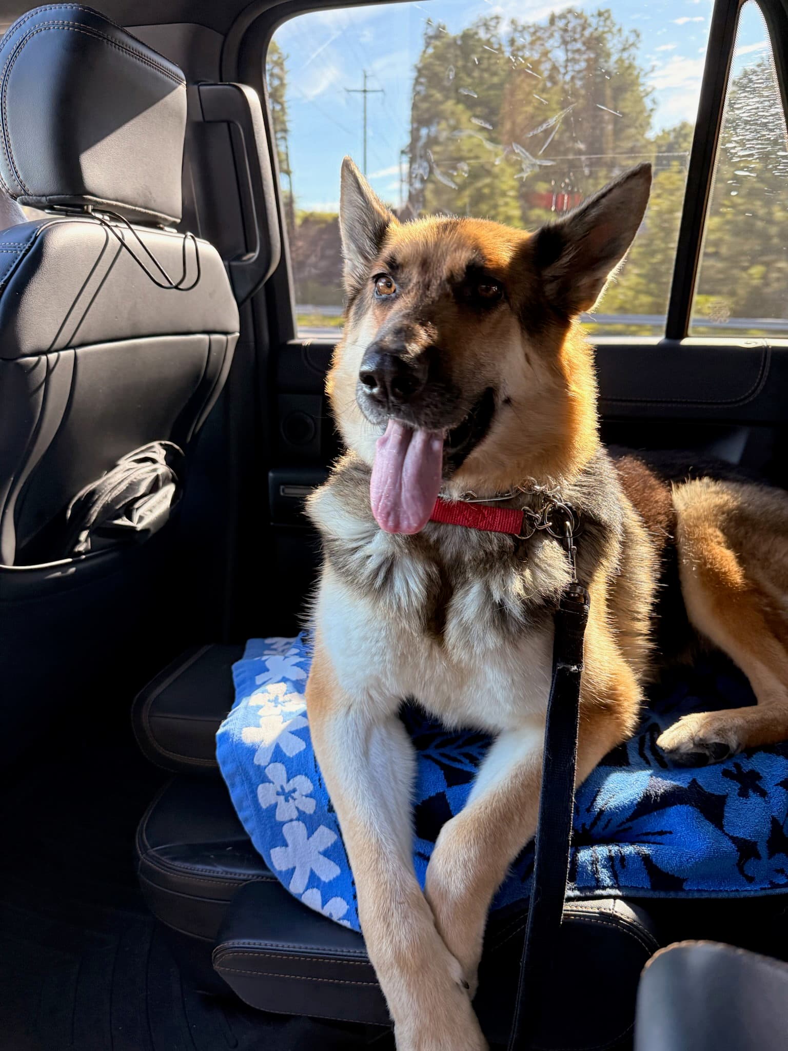 Classy - German Shepherd Dog
