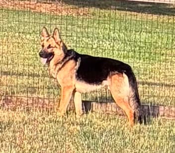 Flynn - German Shepherd Dog