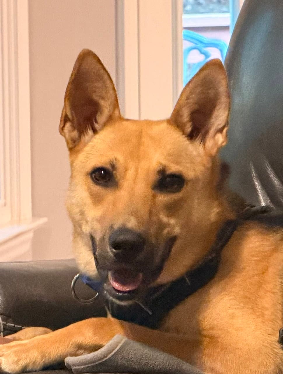 Freya - German Shepherd Dog