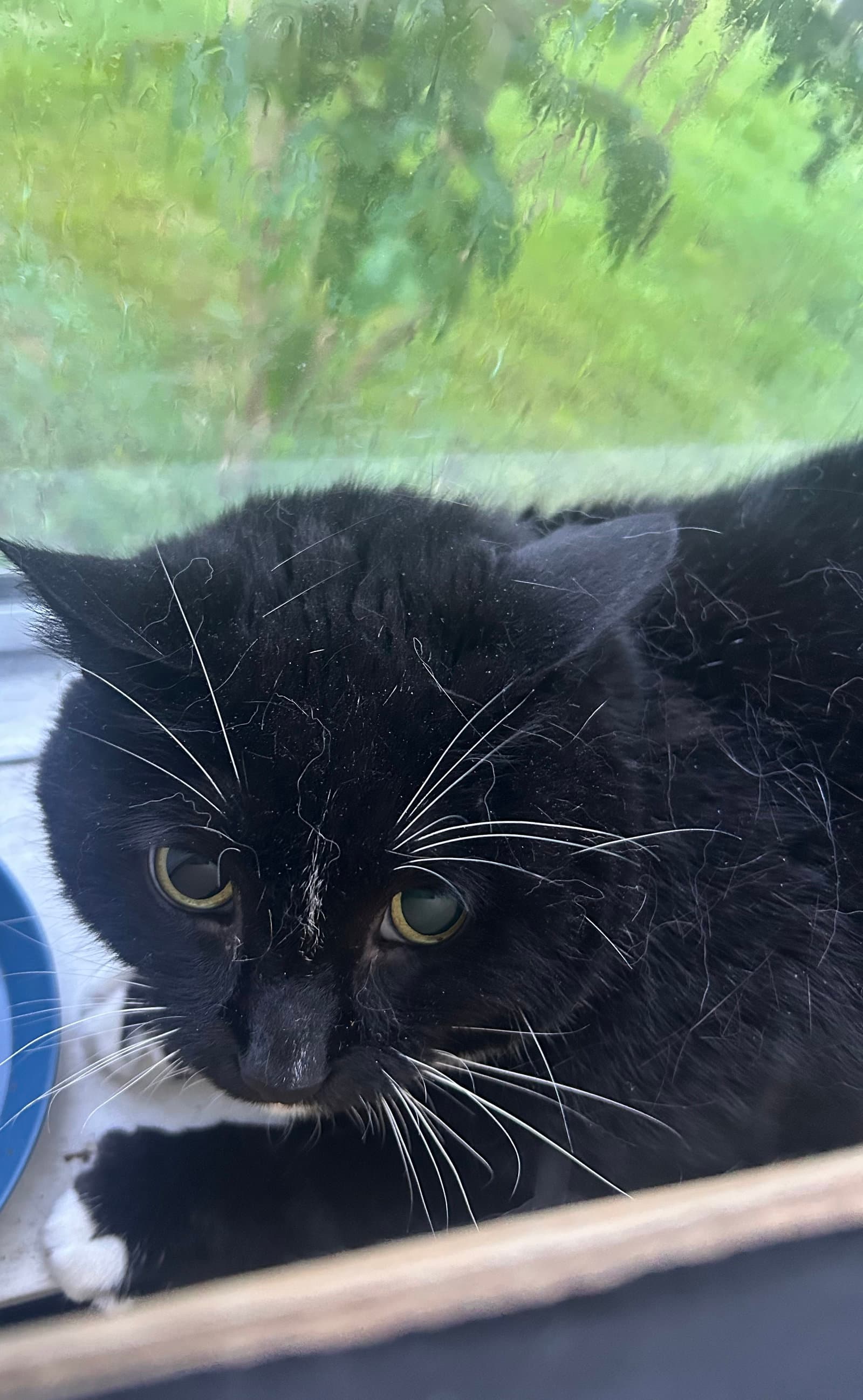 Nova - Domestic Short Hair
