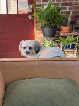 Snickers image 4