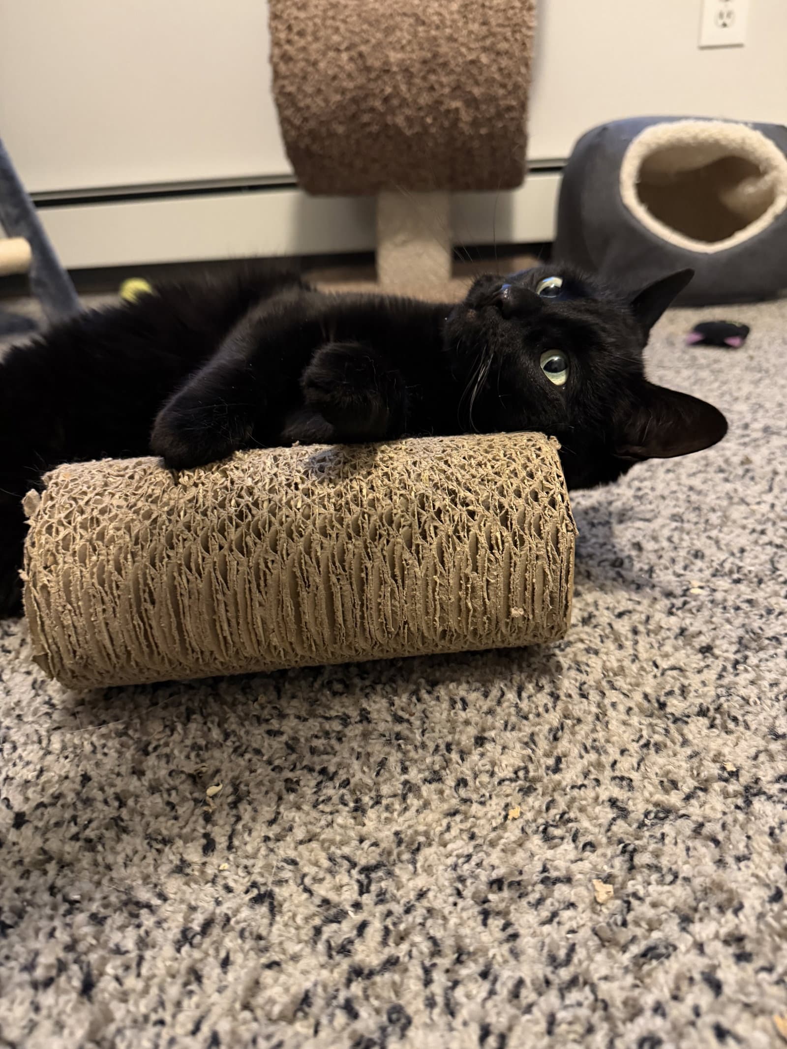 Lucy - Domestic Short Hair