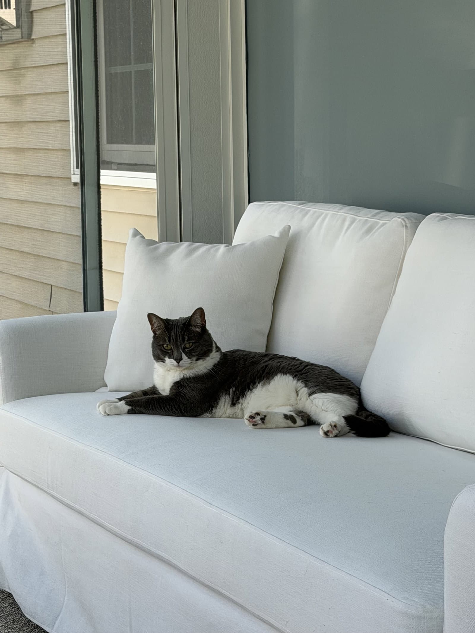 Sophia - Domestic Short Hair