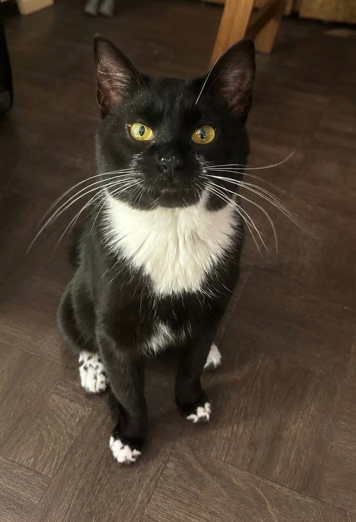 Junior - Domestic Short Hair